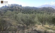 Vori Kreta, Vori Olivenhain 200.000m² mit 2 Gebäuden zu verkaufen Grundstück kaufen